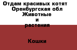 Отдам красивых котят. - Оренбургская обл. Животные и растения » Кошки   . Оренбургская обл.